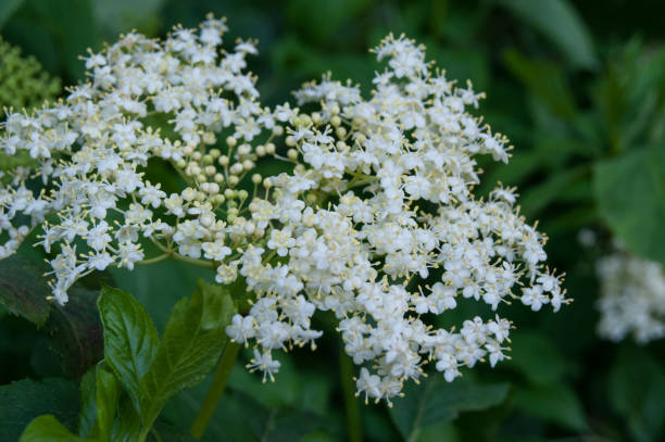 istock Sambucus nigra  orelderberry or black elder flowers 1242376362