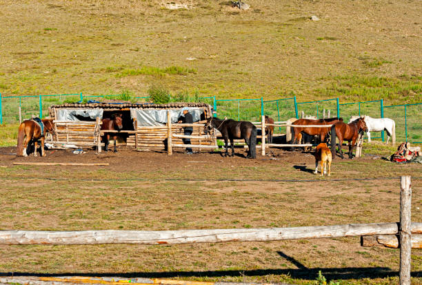 Horse riding is offered on Mongolian farms in the country