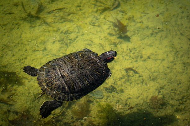 istock The pond slider turtle (Trachemys scripta) is swimming in a pound on a sunny day. 1242396470