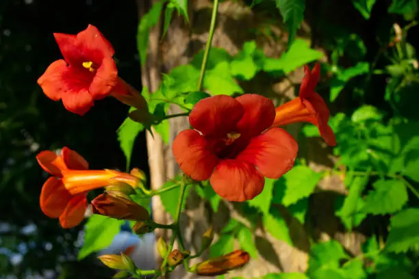 Close up of red climber flower campsis also known as trumpet creeper and trumpet vine flower. Horizontal stock image.