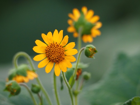 Closeup photo of beautiful yellow daisy-like flowers growing on a Yacon plant in an organic vegetable garden on a sunny day. The sweet root is edible. Soft focus green background