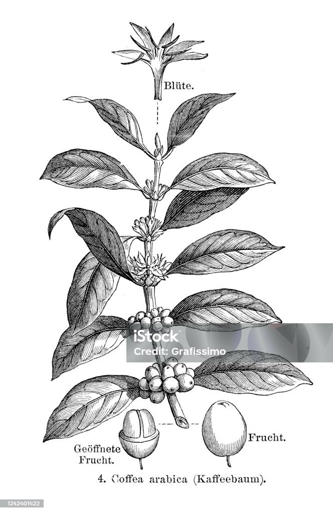 Ilustración de Planta De Café Árabe Con Frijoles Y Flor 1897 y más Vectores Libres de Derechos de Cafeto - Cafeto, Grano de café verde, Dibujo - iStock Ilustración de Planta De Café Árabe Con Frijoles Y Flor 1897 y más Vectores Libres de Derechos de Cafeto - Cafeto, Grano de café verde, Dibujo - iStock