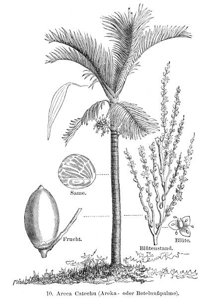 illustrazioni stock, clip art, cartoni animati e icone di tendenza di palma areca con dado betel 1897 - noce di areca