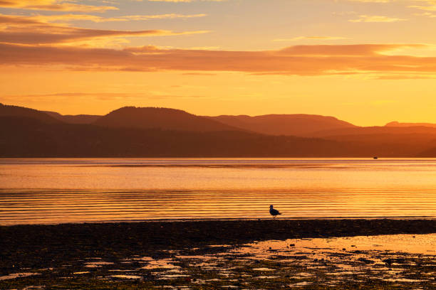 Vancouver Island Sunset Sunset along the shores of Patricia Bay. saanich peninsula photos stock pictures, royalty-free photos & images