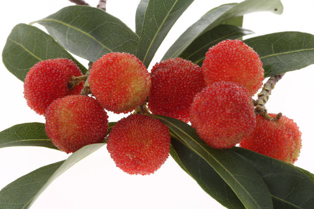 istock fresh red bayberry with leaves on white background 1242429914