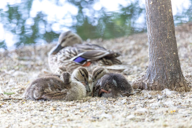 istock Family of ducks 1242436153