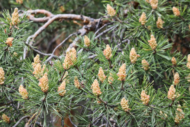 istock Selective focus. Male pine cones (Pinus sylvestris). Pine pollen is a strong allergen. 1242454592