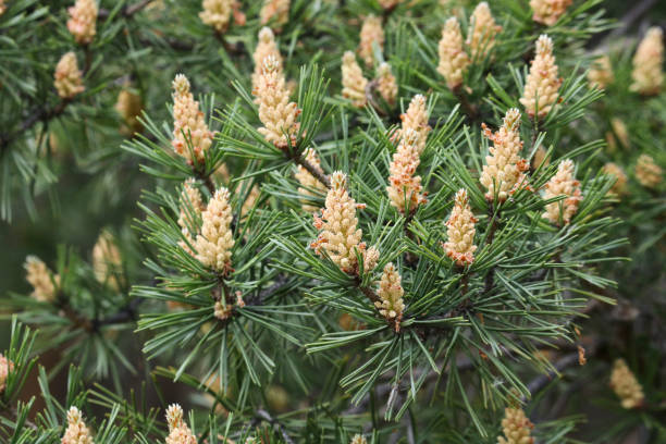 istock Selective focus. Male pine cones (Pinus sylvestris). Pine pollen is a strong allergen. 1242454593