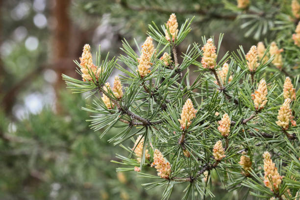 istock Selective focus. Male pine cones (Pinus sylvestris). Pine pollen is a strong allergen. 1242454646