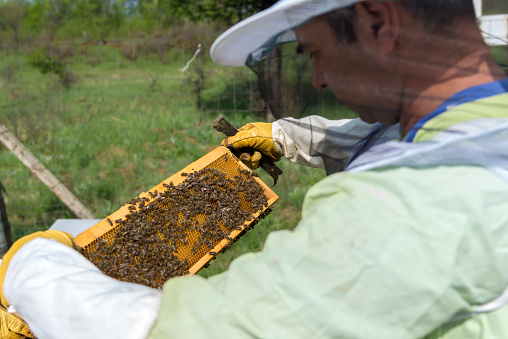 Семейство пчелари, работещи в пчелина. Жена и мъж, които държи рамка с мед и се грижи за пчелите.