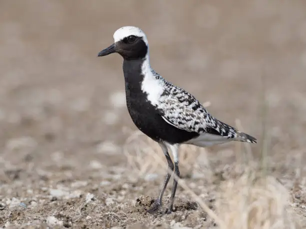 The grey plover, known as the black-bellied plover in North America, is a medium-sized plover breeding in Arctic regions. It is a long-distance migrant, with a nearly worldwide coastal distribution when not breeding. The genus name is Latin and means relating to rain, from pluvia, "rain".