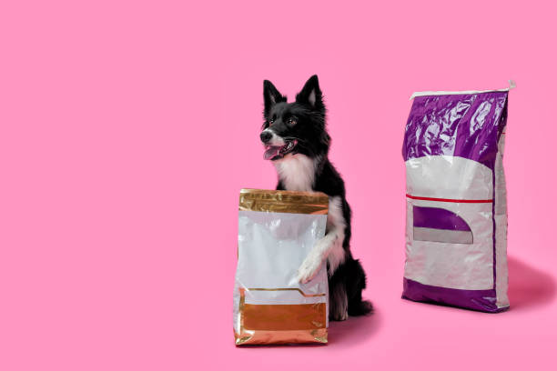 Happy dog, border collie black and white color, hugs food with one paw on a pink background Happy dog, border collie black and white color, hugs food with one paw on a pink background pet shop photos stock pictures, royalty-free photos & images