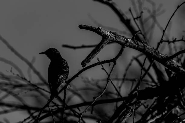 istock Silhouette of a bird 1242479100