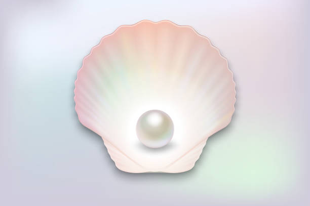 ilustrações de stock, clip art, desenhos animados e ícones de vector 3d realistic natural open half shell with pearl close up on pearl color background. top view - freshwater pearl