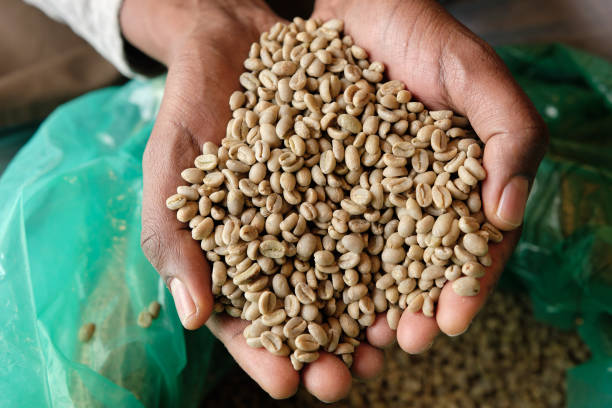 에티오피아에서 공급된 신선한 커피 원두 - coffee bean cafe burlap sack burlap 뉴스 사진 이미지