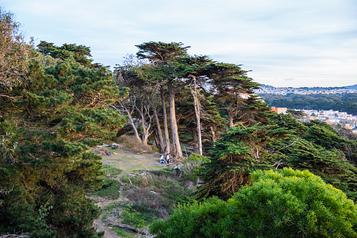San Francisco, California - December 28, 2017:  Beautiful woods in Lands End, San Francisco, California