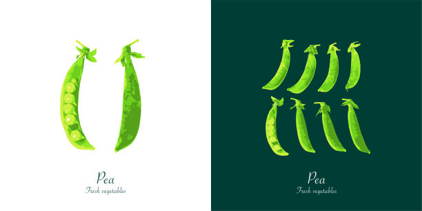 illustrazioni stock, clip art, cartoni animati e icone di tendenza di piselli dallo sfondo bianco e verde scuro - healthy eating green pea snow pea freshness