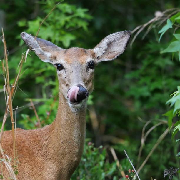 istock Doe licking her nose 1242566001