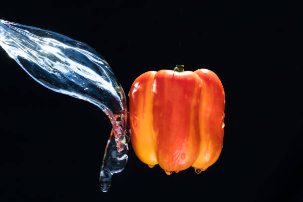 Fresh Variegated pepper gets splashed  with water on black background. Concept of summer, health and fun