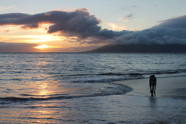 istock Great Dane in Ocean against Maui Mountain 1242570103
