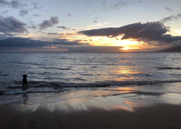 istock Great Dane in Ocean against Maui Mountain 1242570110