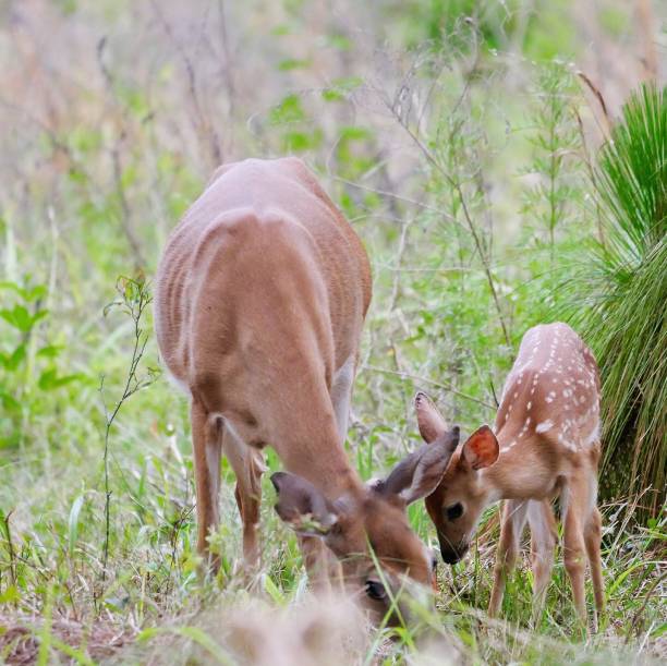 istock Doe and fawn 1242574926