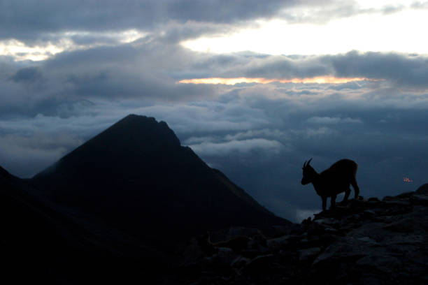 Wild goat at Alps