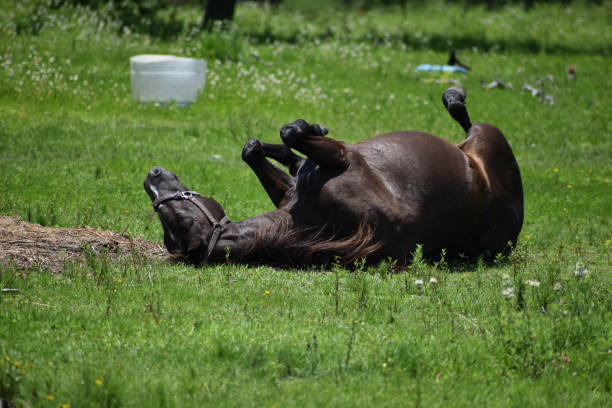 istock Healthy Horse At Play 1242632797
