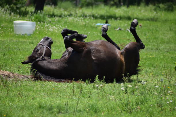 istock Healthy Horse At Play 1242635449