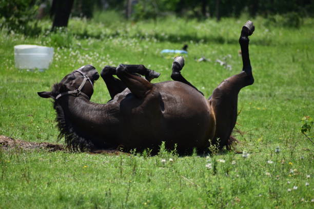 istock Healthy Horse At Play 1242643838