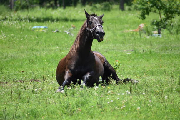 istock Healthy Horse At Play 1242643840