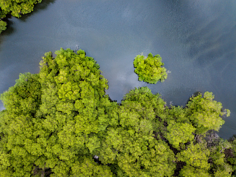 Aerial drone view of river and heavy density mangrove trees in the gulf of Guayaquil, Ecuador. Looking straight down to the forest and the river.