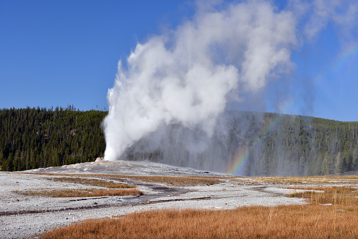 Old Faithful geyser erupting on a beautiful summer day in the Yellowstone National Park, Wyoming, USA.