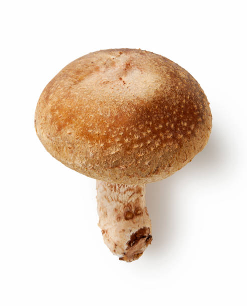 istock Shiitake mushroom on the White background 1242671028