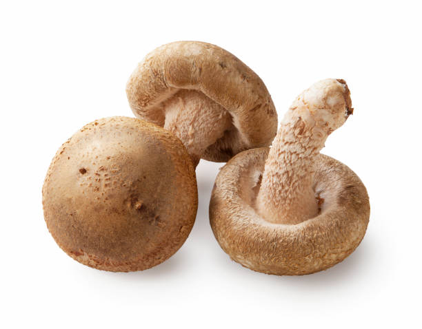 istock Shiitake mushroom on the White background 1242673602
