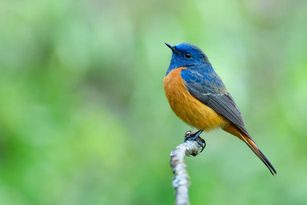istock Amaze blue bird with orange belly calmly perches on thin branch over soft green background taken from Doi Inthanon national park, chiang mai, thailand 1242681294