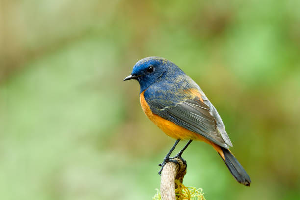 istock Brown to blue and orange bird with wondering face while perching on thin branch, blue-fronted redstart (Phoenicurus frontalis) 1242689621