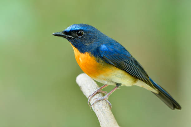 istock Chubby blue and orange breast bird sitting on white wooden twig with sharp feathers and details, Chinese blue flycatcher (Cyornis glaucicomans) 1242691680