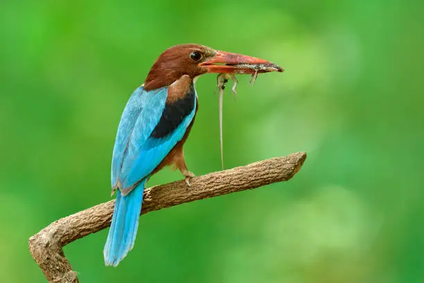 Photo of Cruel wild bird carrying dead skink in her mouth to feed its chicks during breeding season in Thailand, wildlife in nature