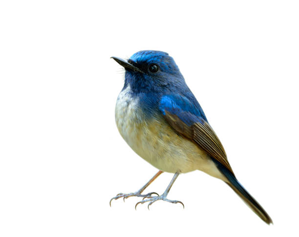istock Fascinated bird icon on white background, Hainan blue flycatcher (Cyornis hainanus) 1242696862