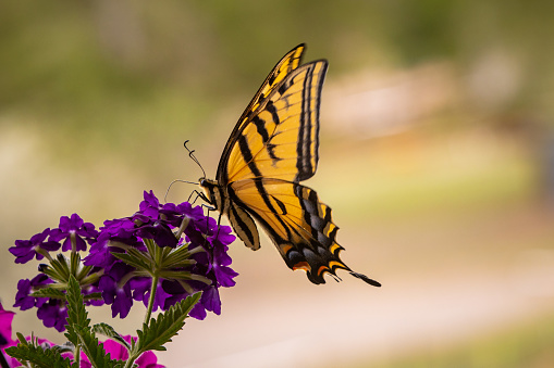 A yellow butterfly sits on a purple flower.
