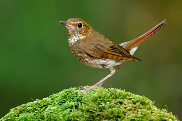 istock Rufous-tailed robin (Larvivora sibilans) beautiful camouflage chest with dark brown tail proudly perching on green mossy spot over soft lighting exposure in nature during visiting to Thailand in winter migration season 1242720318