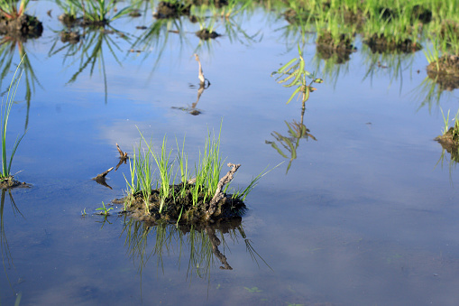 Wild grass growth in the water on bright blue sky reflection background. New wild plant grow in mood, in field.