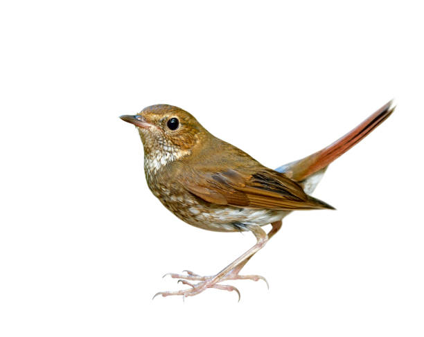 istock Rufous-tailed robin (Larvivora sibilans) beautiful brown camouflage with red tail showing details from head face wings body chest legs to toes isolated on white background 1242721367