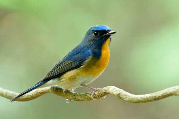 istock Side view of Colorful fat blue and orange bird while perching on thin vine line in soft lighting, male of Chinese blue flycatcher (Cyornis glaucicomans) 1242721883