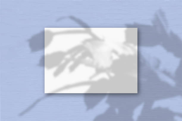 istock A horizontal A4 sheet of white textured paper on the blue wall background. Mockup overlay with the plant shadows. Natural light casts shadows from a zygocactus. Horizontal orientation 1242734859