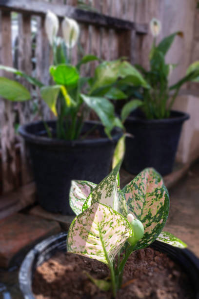 istock The Aglaonema modestum flower blooming 1242736821