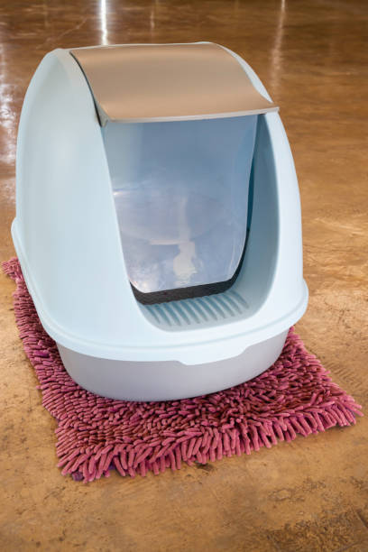 istock Cleaning cat litter box place 1242737137