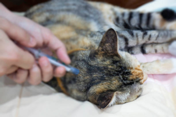Woman applying tick and flea treatment to pet cat Woman applying tick and flea treatment to pet cat, stock photo cat flea stock pictures, royalty-free photos & images
