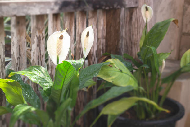 Peace Lily flower plant in outdoors garden Peace Lily flower plant in outdoors garden, stock photo peace lily photos stock pictures, royalty-free photos & images